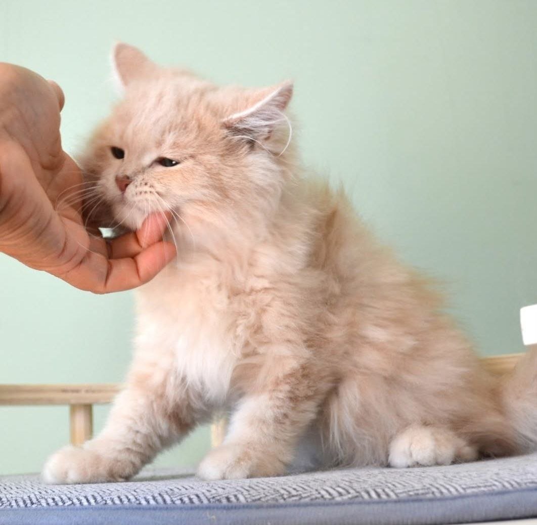 Uilly, Chat Sibérien de la Chatterie de Nice