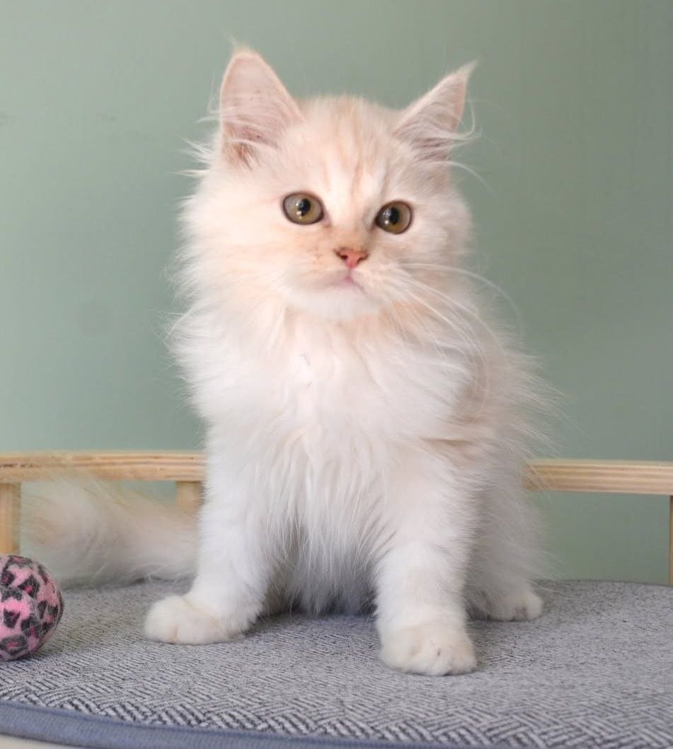 Ural, Chat Sibérien devenu reproducteur à l’élevage Great Joy en Russie