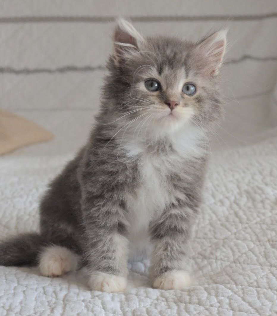 Unikum, chaton Sibérien blue tabby et blanc
