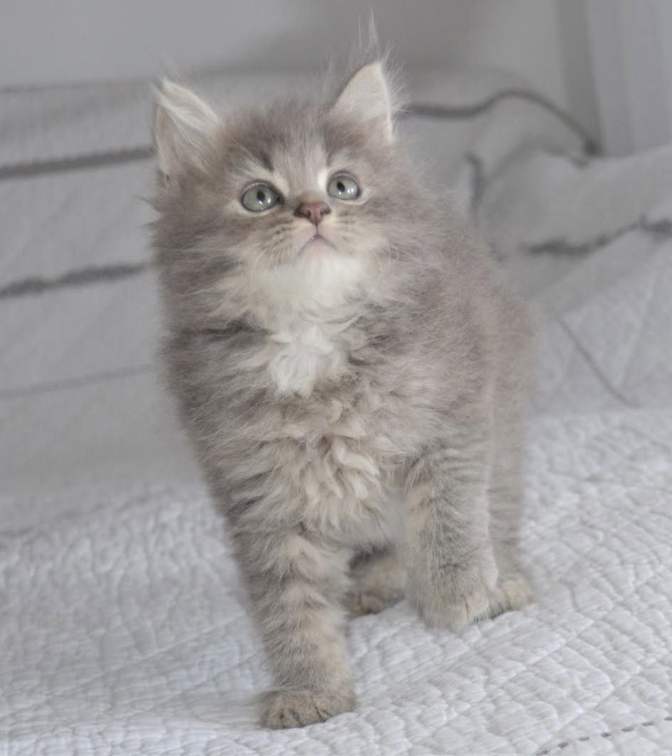 Umber, chaton Sibérien blue tabby