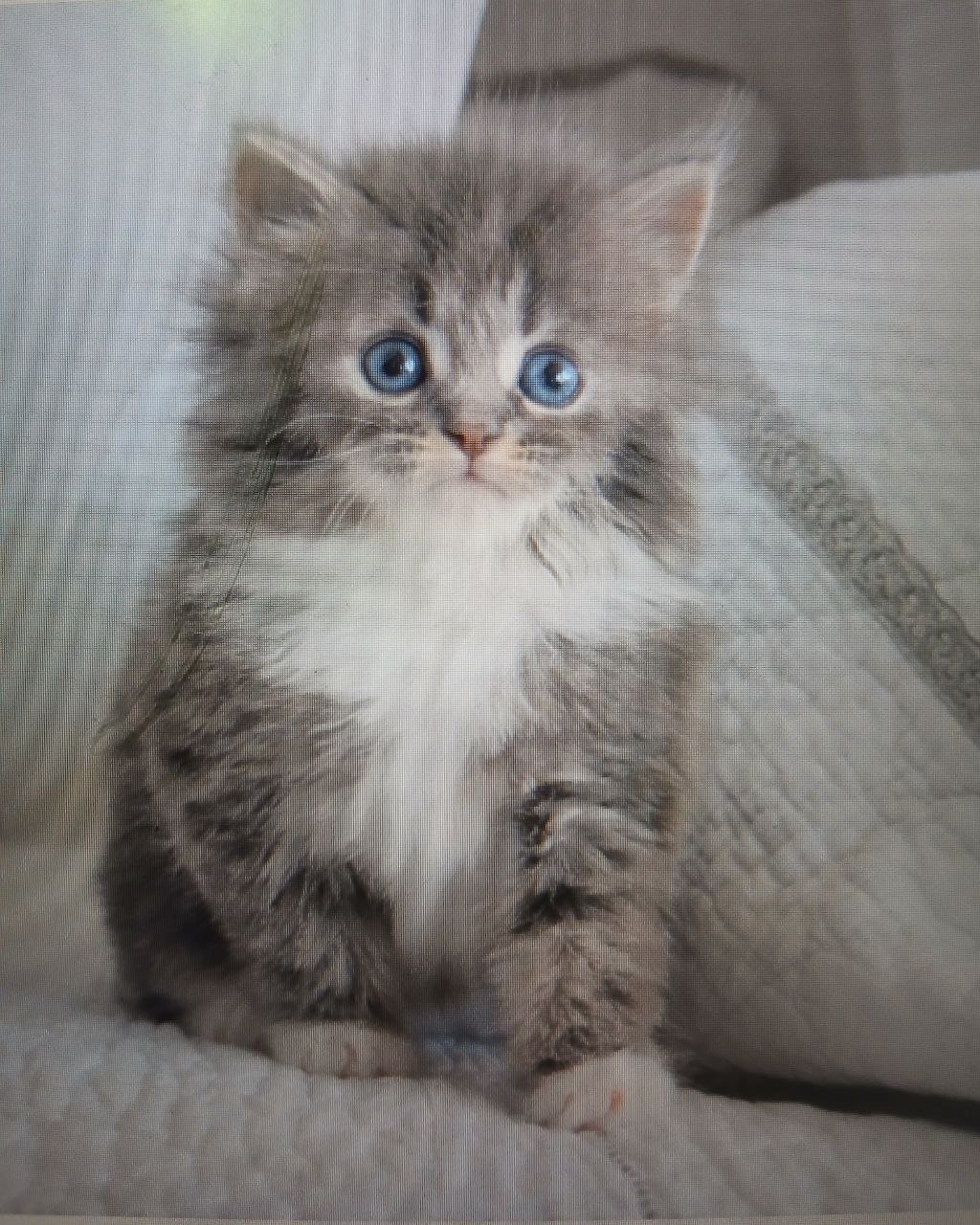 Ulyana, chatonne Sibérienne blue tabby et blanche