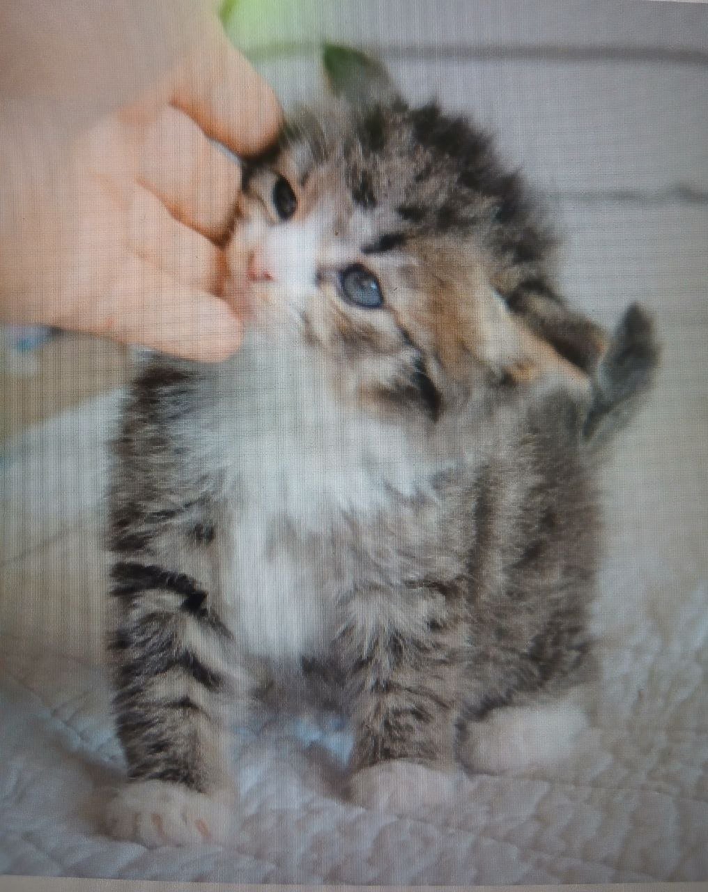 Uri, chaton Sibérien brown tabby et blanc