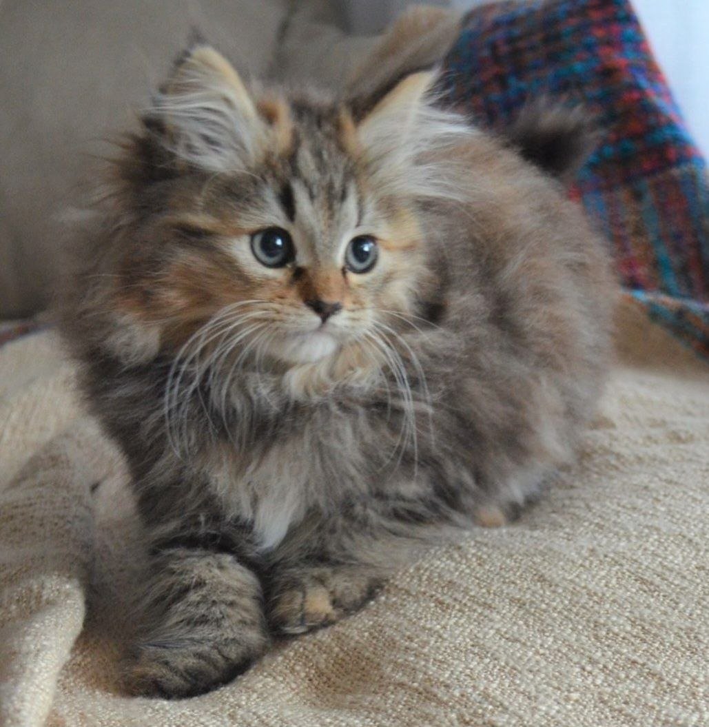 Tanais, chatonne Sibérienne brown tortie tabby