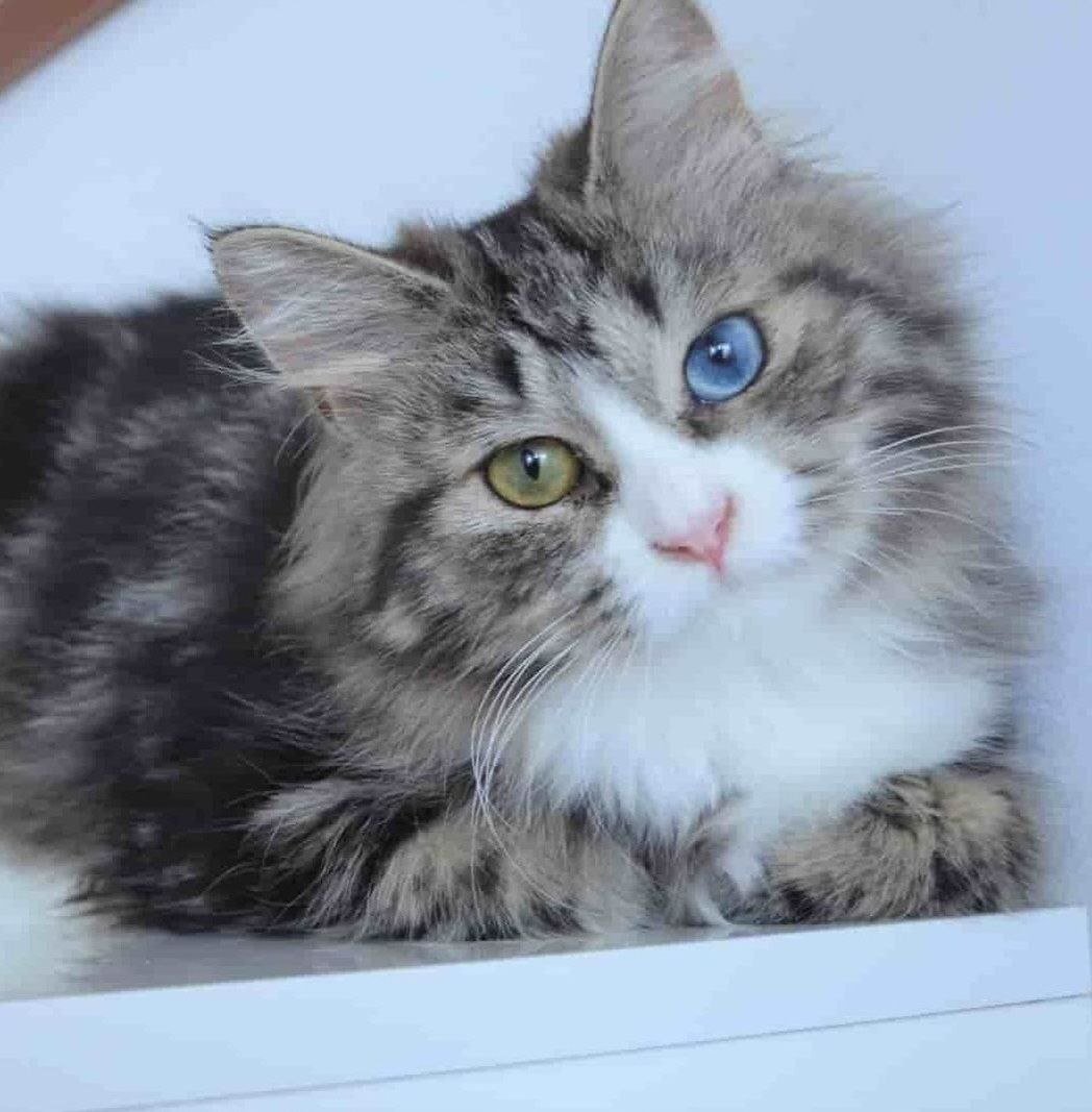 Rebecca de la Chatterie de Nice, chatte Sibérienne
