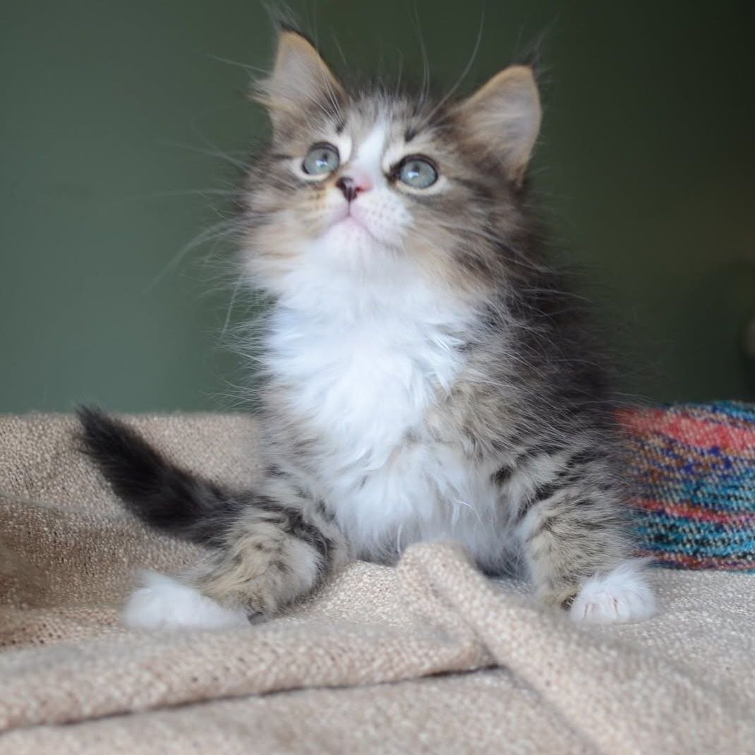 The Sokrat, chaton Sibérien brown tabby et blanc