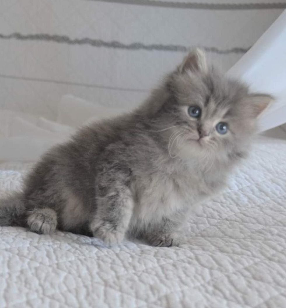 Ramses, chaton Sibérien bleu tabby blotched