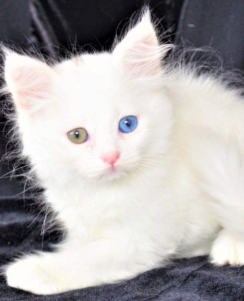 Trésor, chaton Sibérien blanc aux yeux vairons