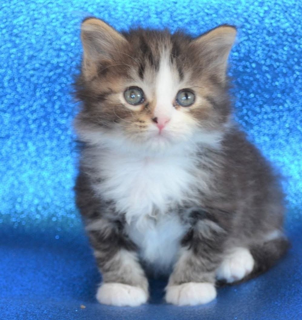 Taylor, chaton Sibérien brown tabby et blanc
