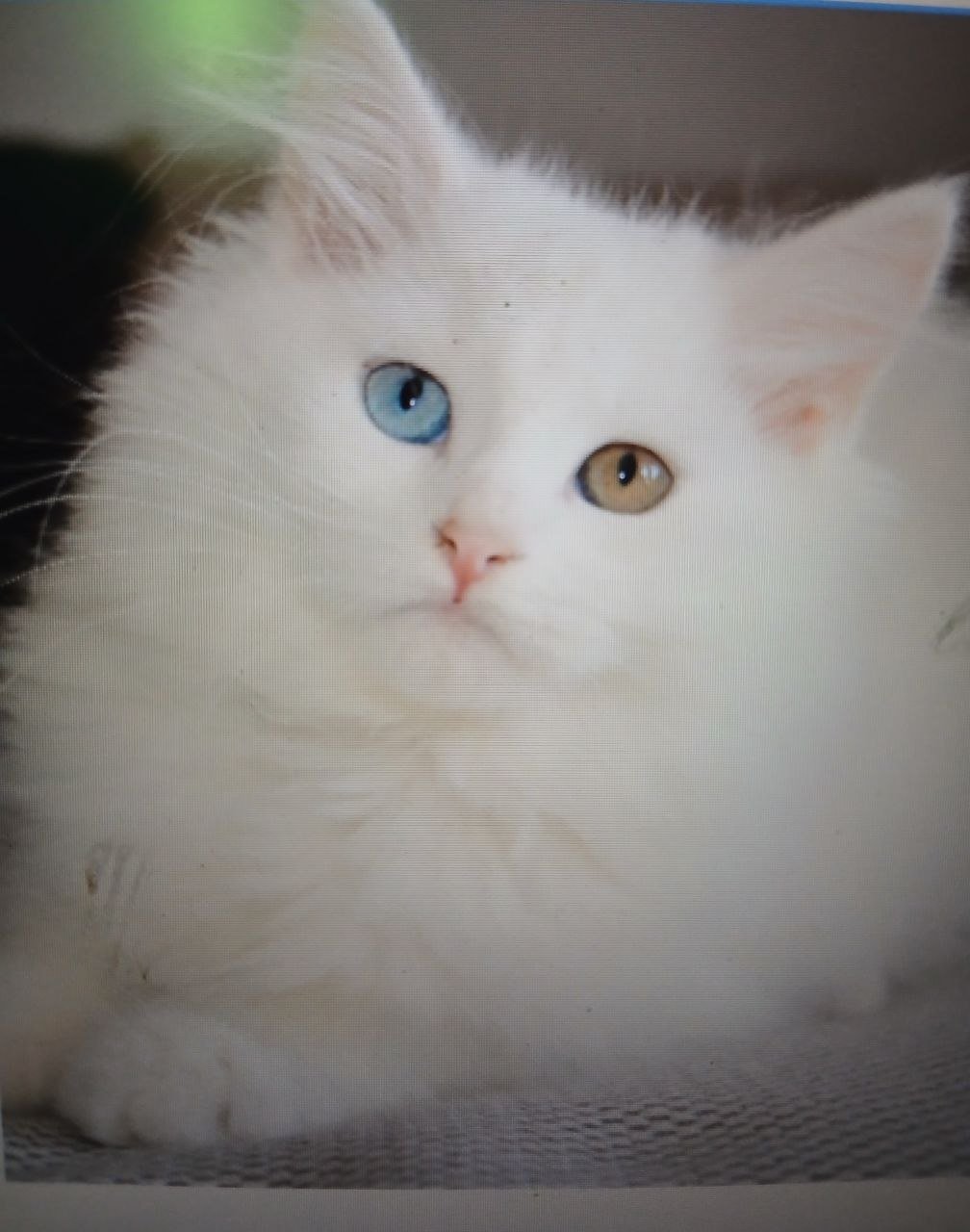 Tiya, chatonne Sibérienne blanche aux yeux vairons