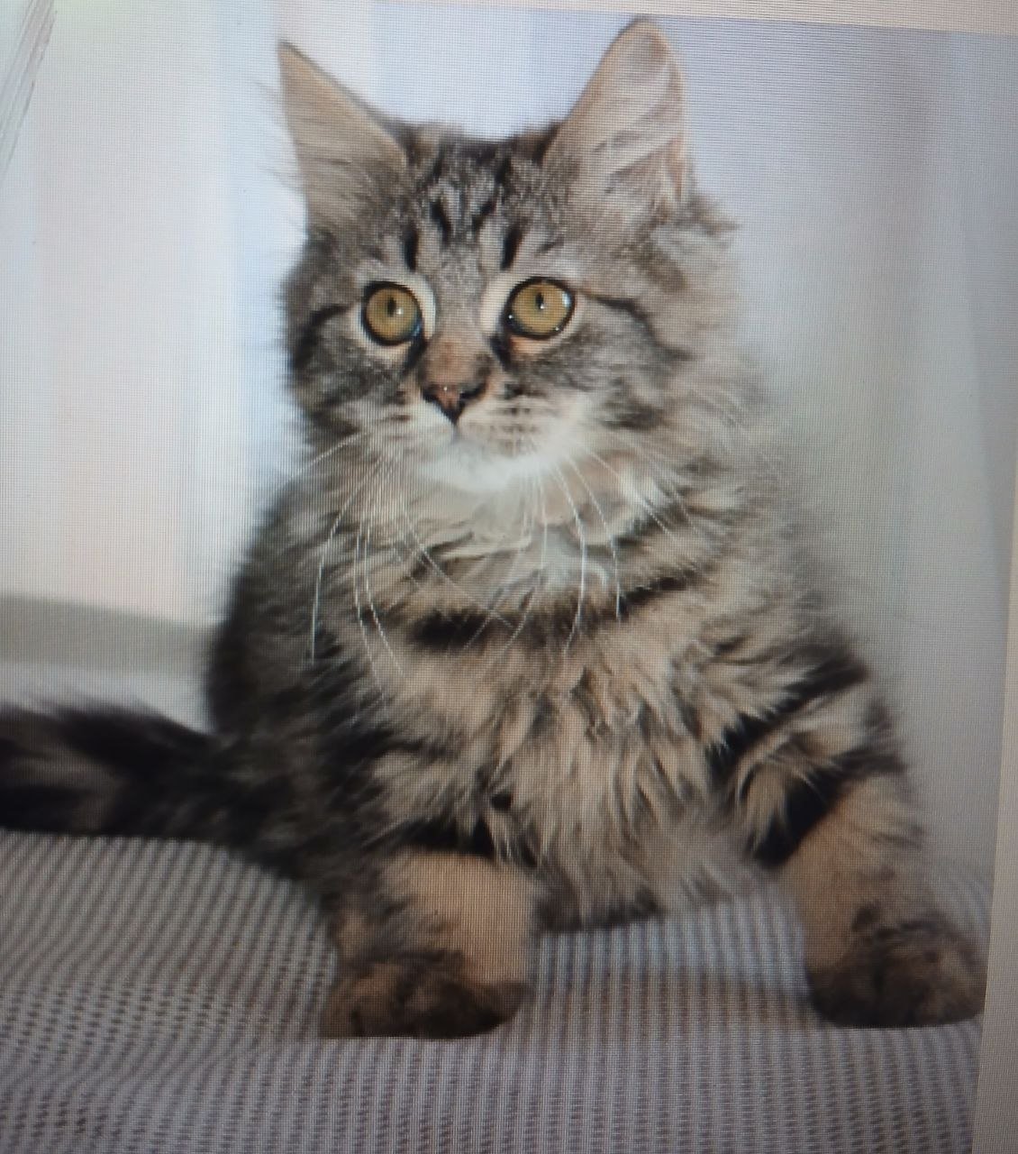 Tigrou, chaton Sibérien brown tabby