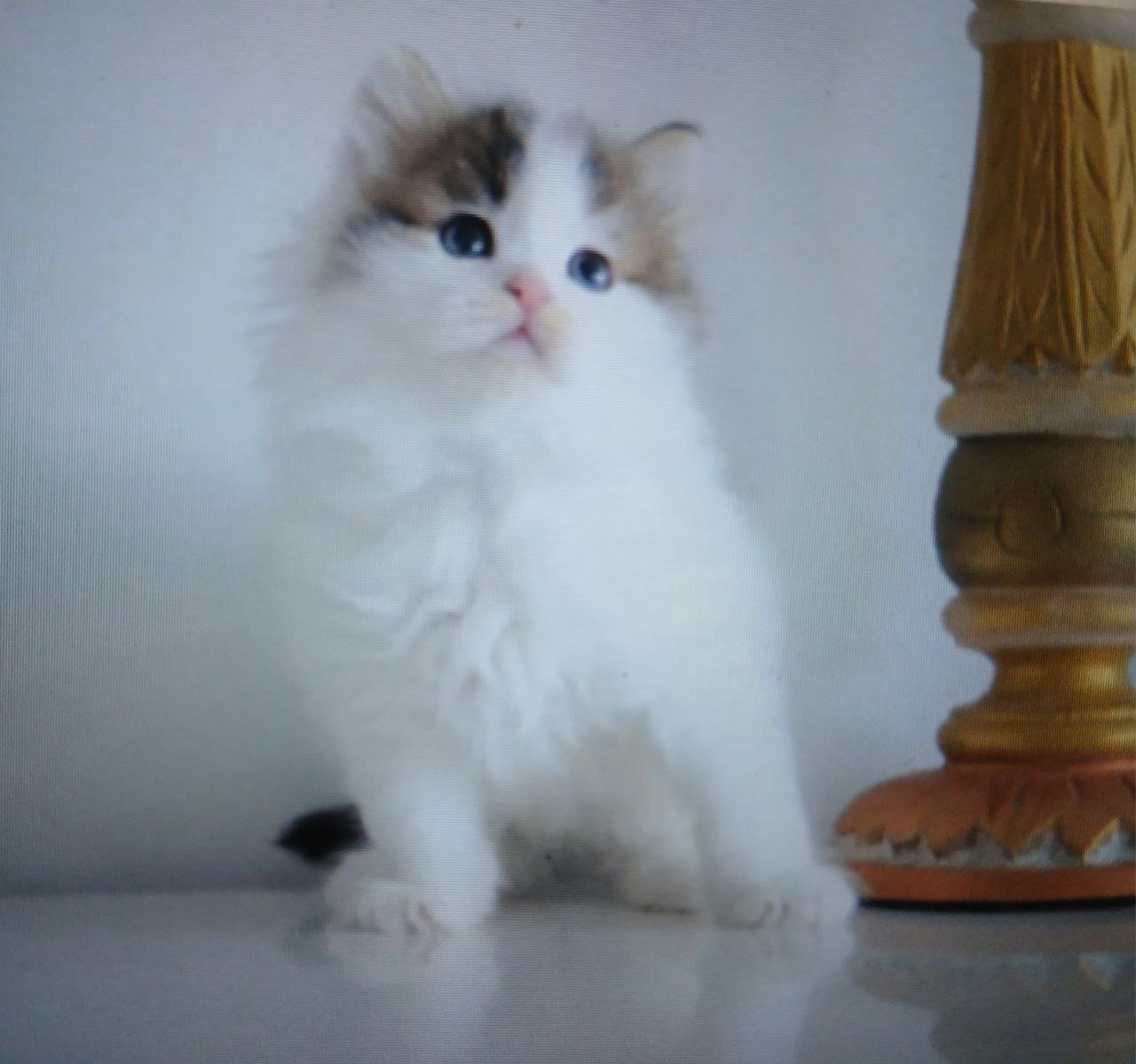 Socrate, chaton Sibérien brown tabby et blanc