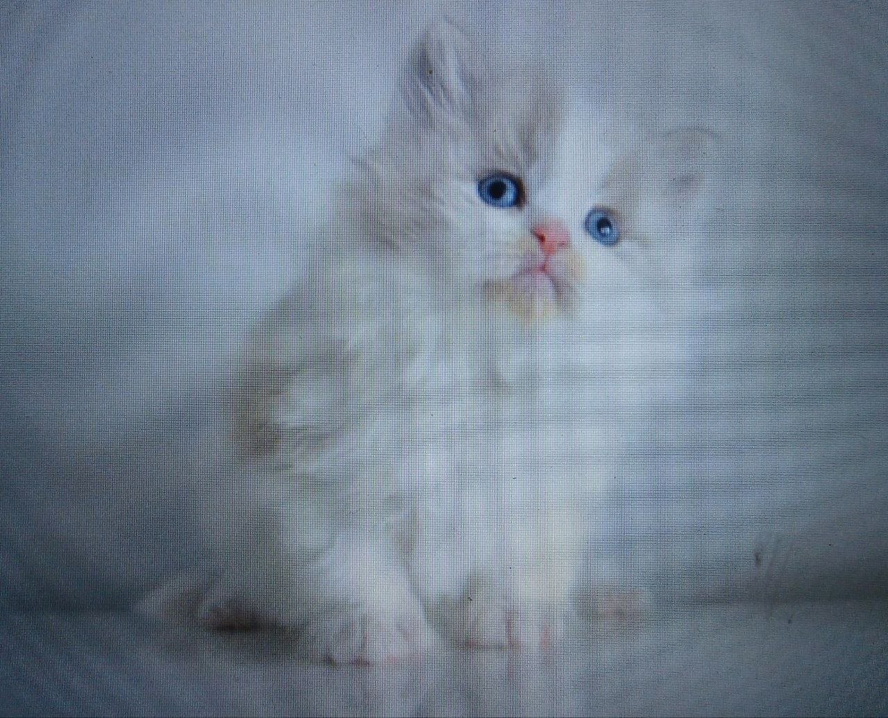 Sam, chaton Sibérien Neva Masquerade