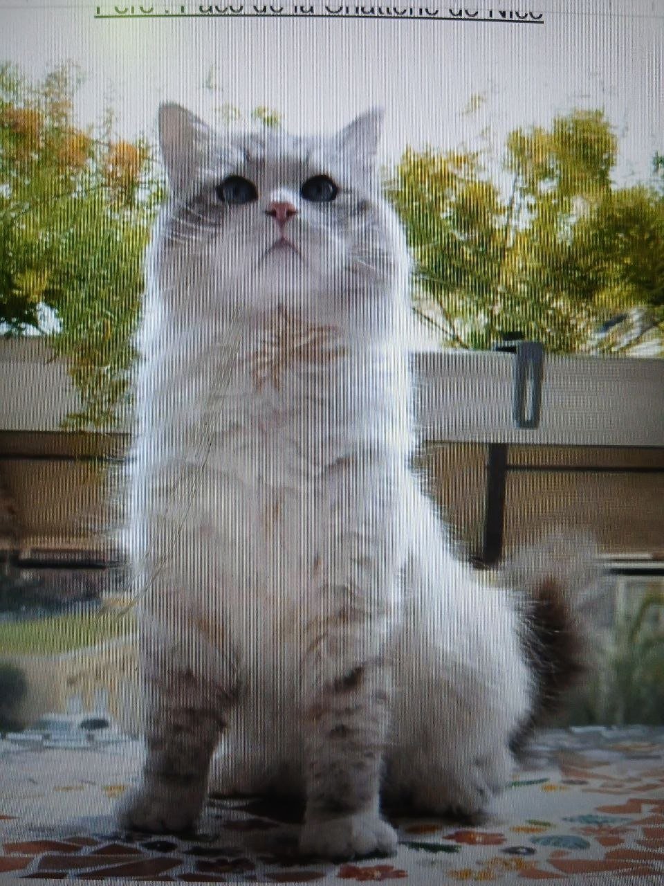 Paco de la Chatterie de Nice, chat Sibérien