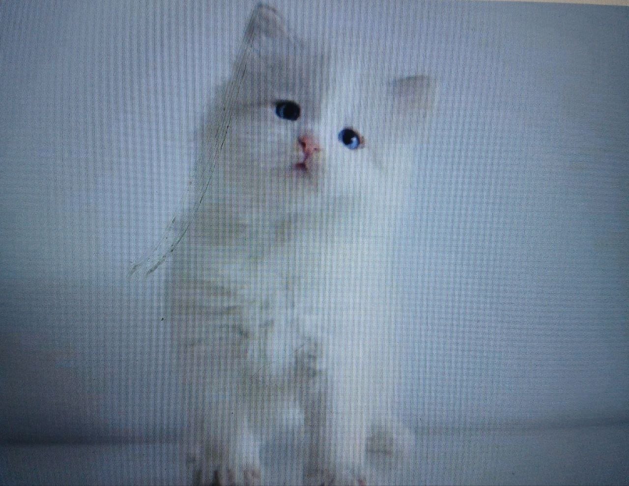 Sharly, chaton Sibérien Neva Masquerade