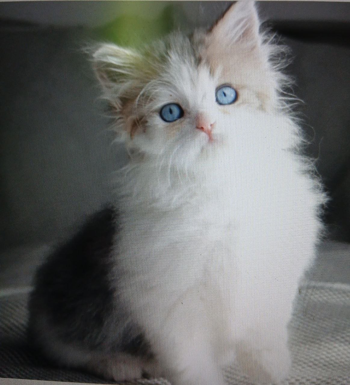 Rania, chatonne Sibérienne bleu golden tabby spotted et blanc aux yeux bleus