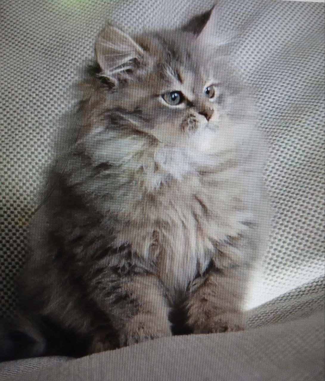 Roxanne, chatonne Sibérienne bleu tabby spotted