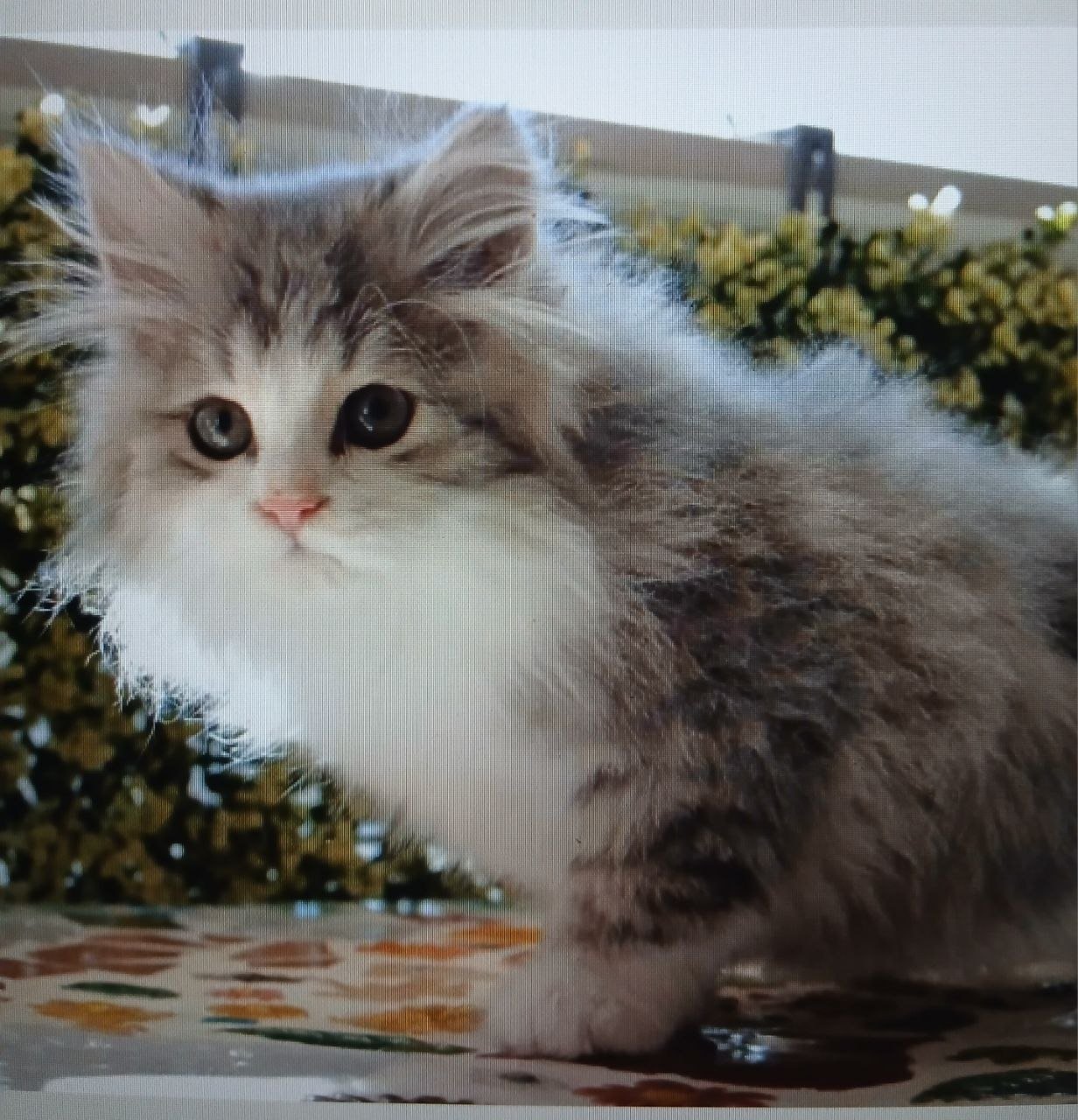 Roosevelt, chaton Sibérien bleu golden tabby spotted et blanc