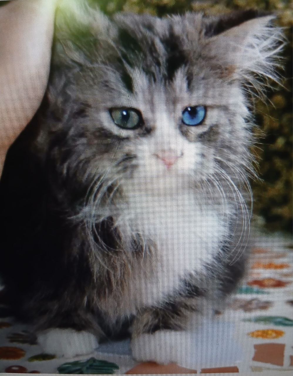 Rebecca, chatonne Sibérienne noire tabby spotted et blanche aux yeux vairons