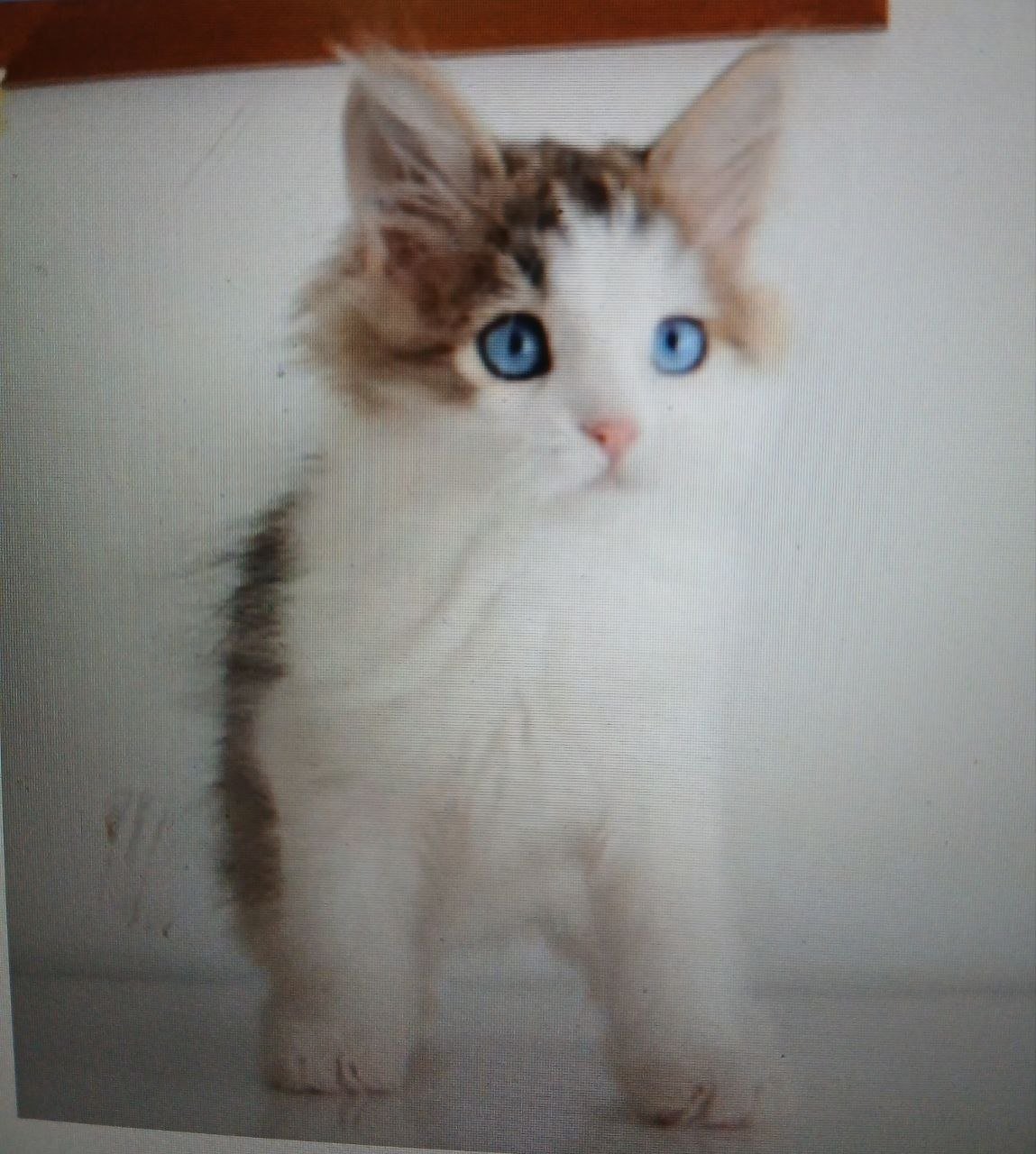 Rio, chat Sibérien brown tabby et blanc aux yeux bleus