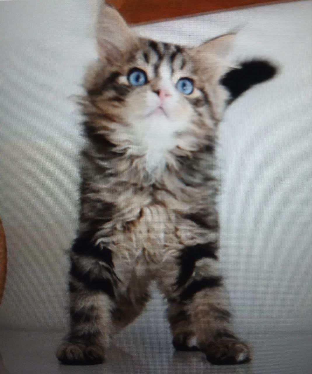 Ramzi, chat Sibérien brown tabby aux yeux bleus