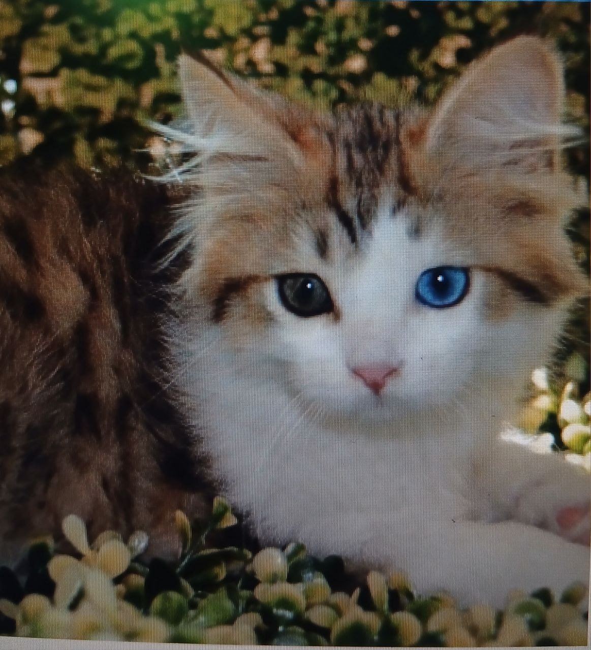 Romarin, chat Sibérien brown tabby et blanc aux yeux vairons
