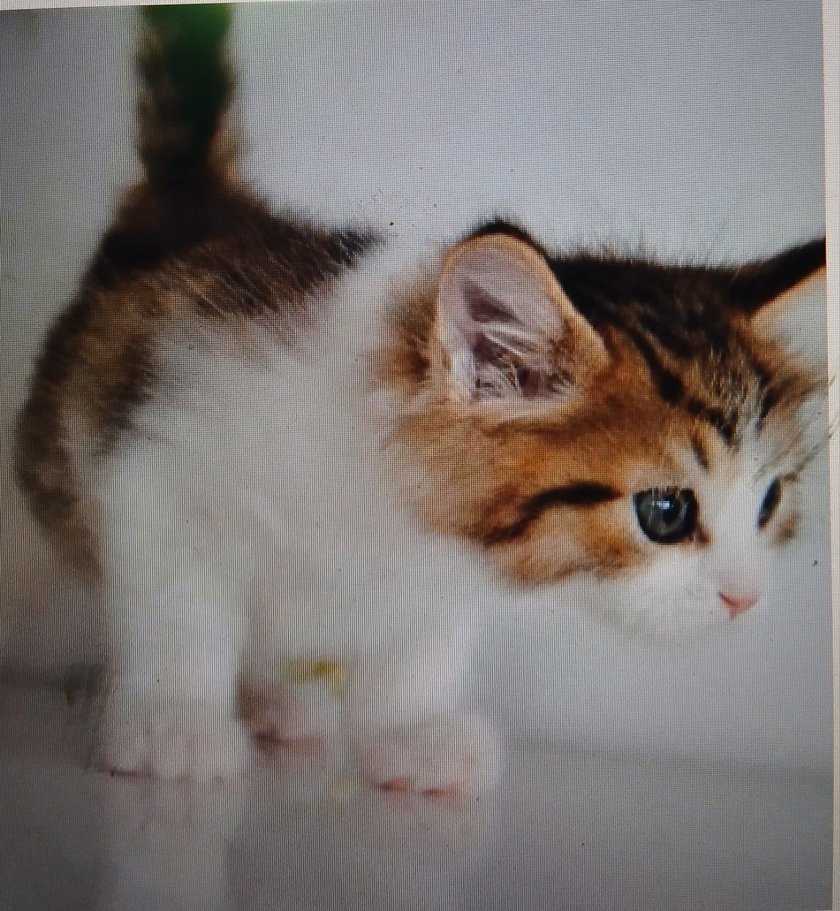 Roxi, chatonne Sibérienne brown tabby et blanc aux yeux bleus
