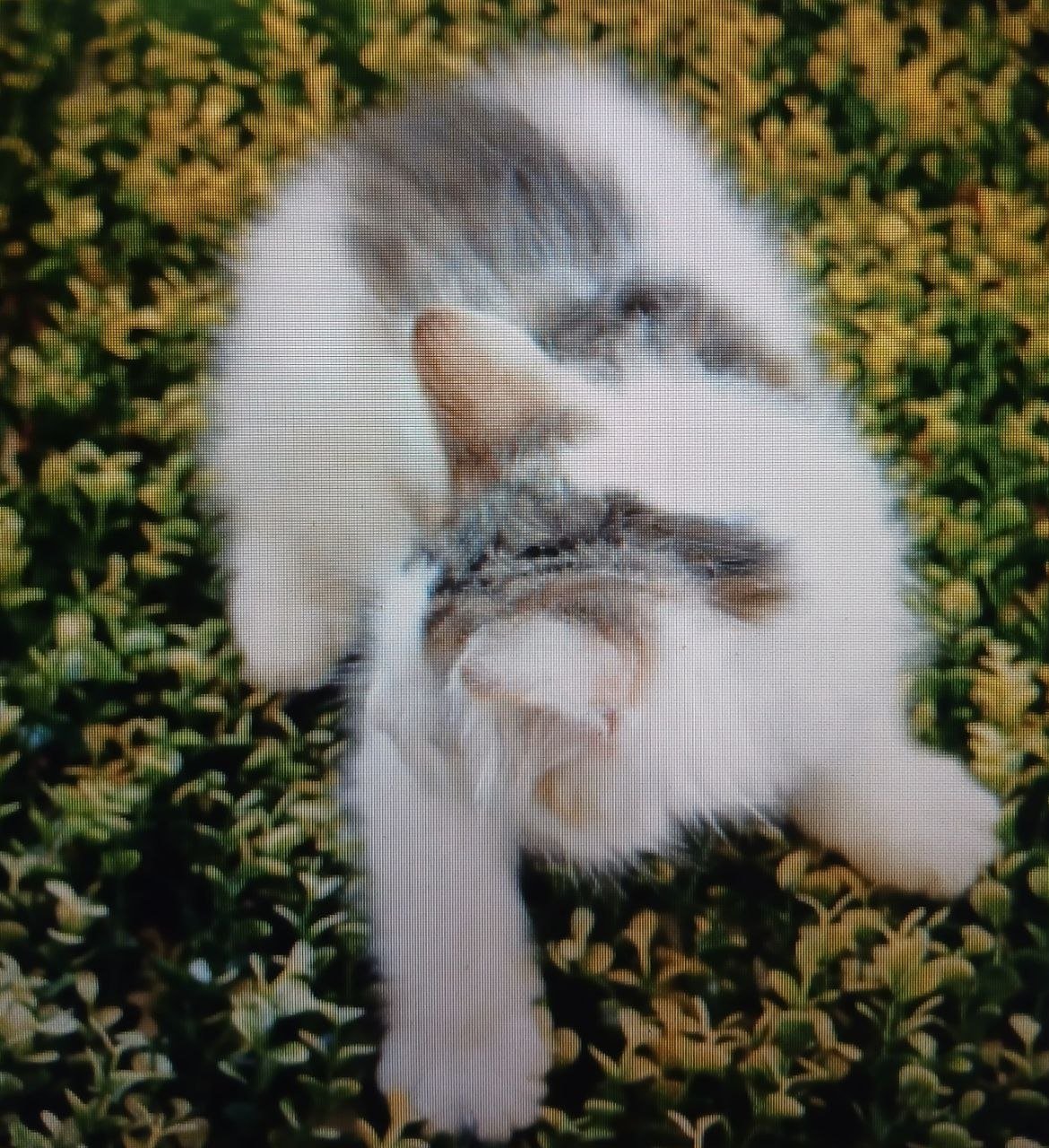 Romy, chatonne Sibérienne brown tabby et blanc aux yeux bleus