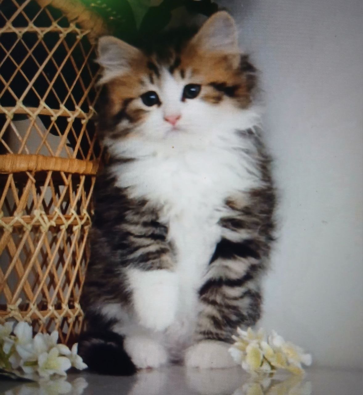 Rosie, chatonne Sibérienne brown tabby et blanc