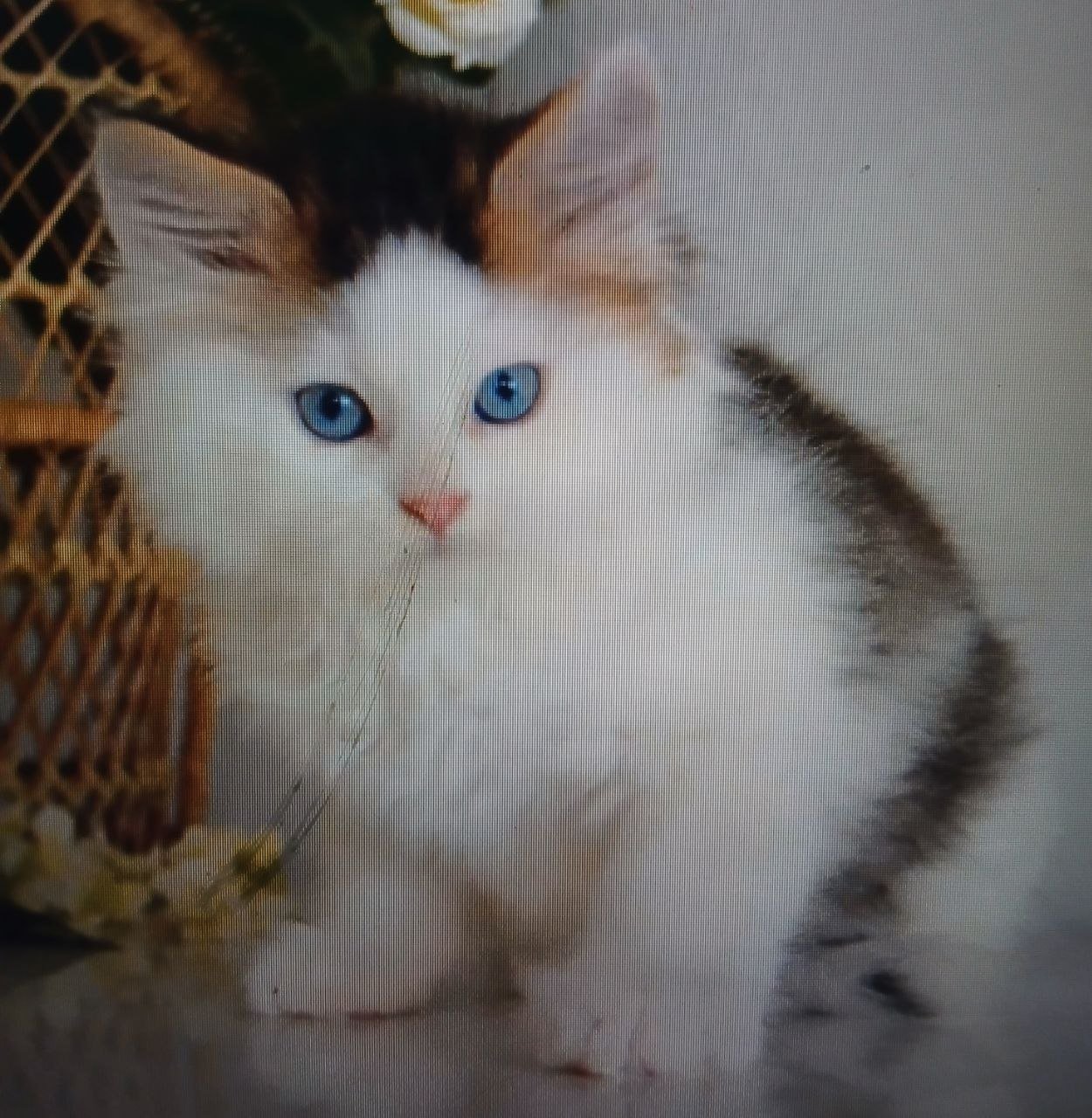 Roco, chat Sibérien brown tabby et blanc aux yeux bleus