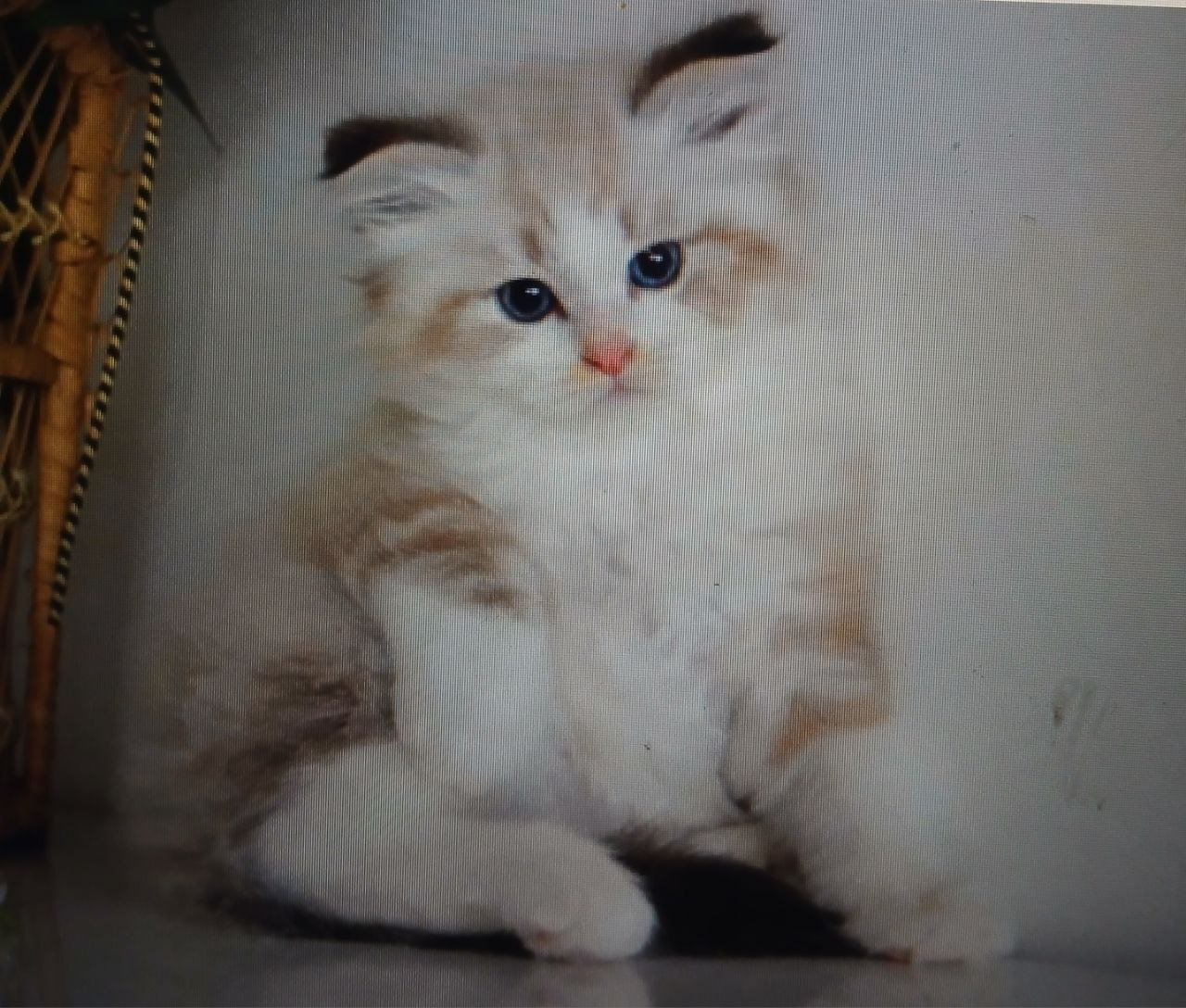 Roucky, chat Sibérien seal golden tabby et blanc aux yeux bleus