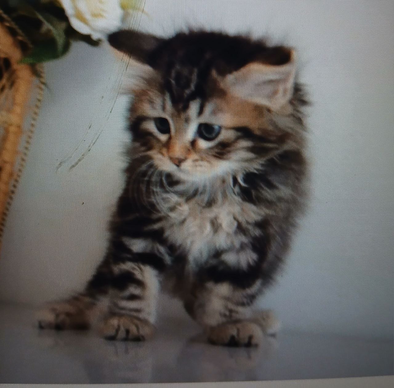 Romeo, chat Sibérien brown tabby