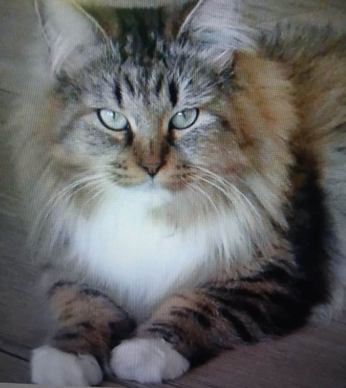 Glasha Taiga Star, chatte sibérienne