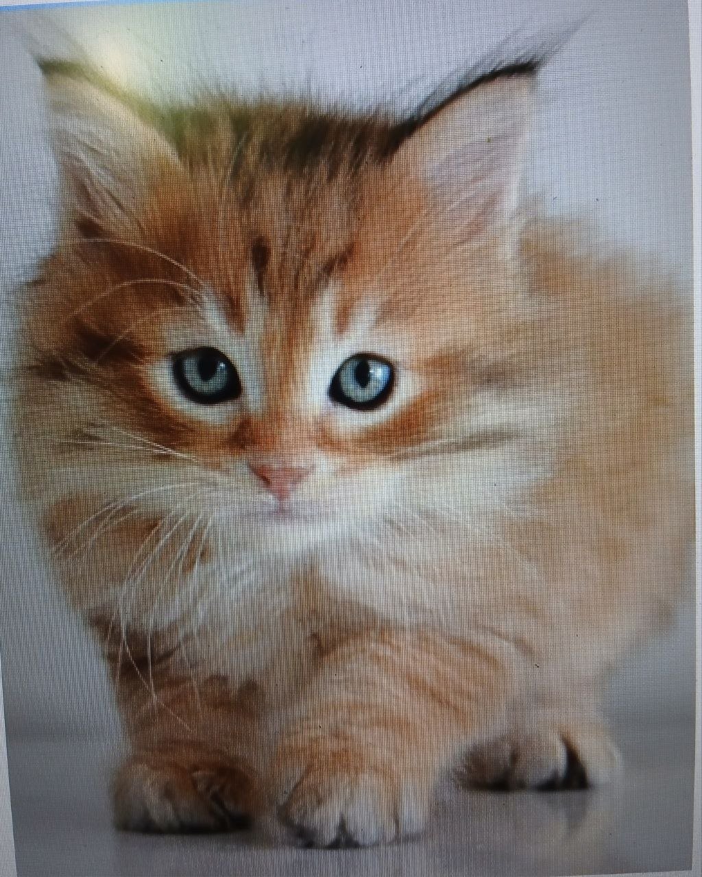 Pepsi, chat Sibérien golden tabby