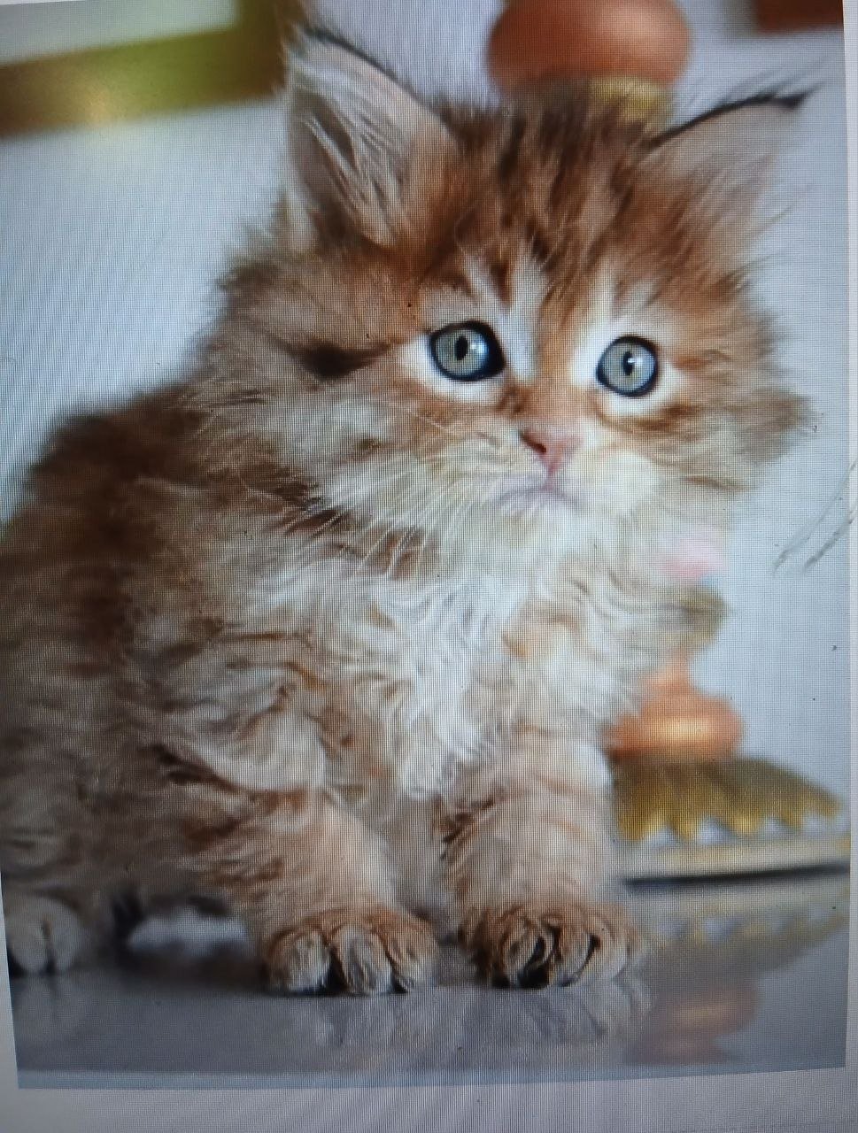Praline, chatonne Sibérienne golden tabby
