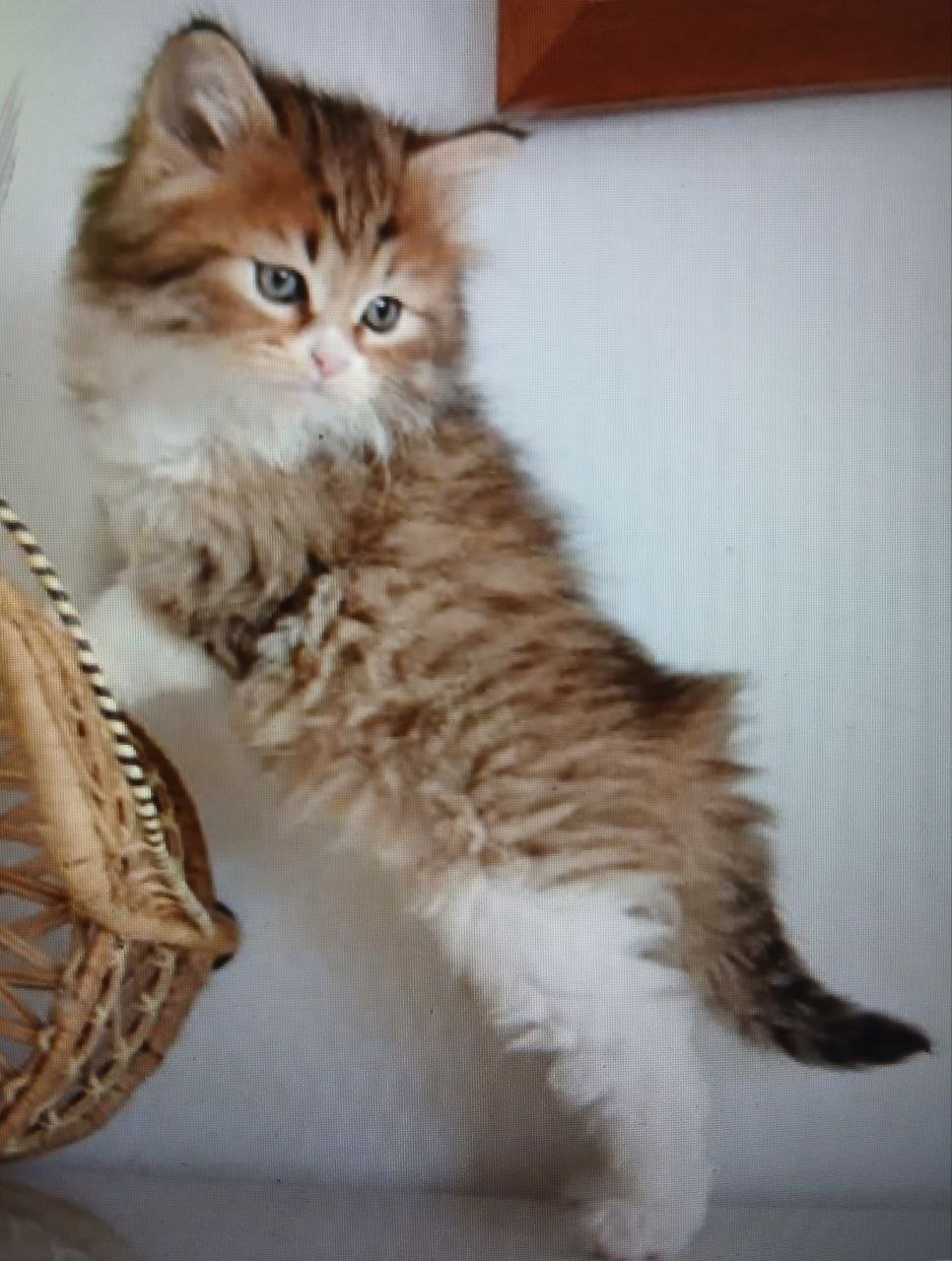 Pupette, chatonne Sibérienne golden tabby et blanc