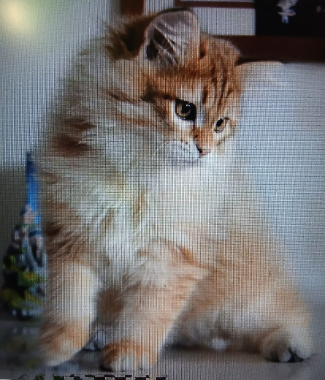 Ora de la Chatterie de Nice, chatte sibérienne traditionnelle
