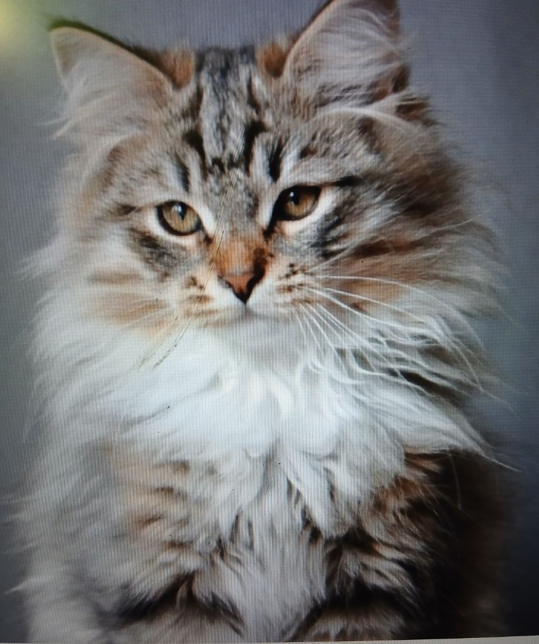 Diran Climberiada, chat sibérien traditionnel