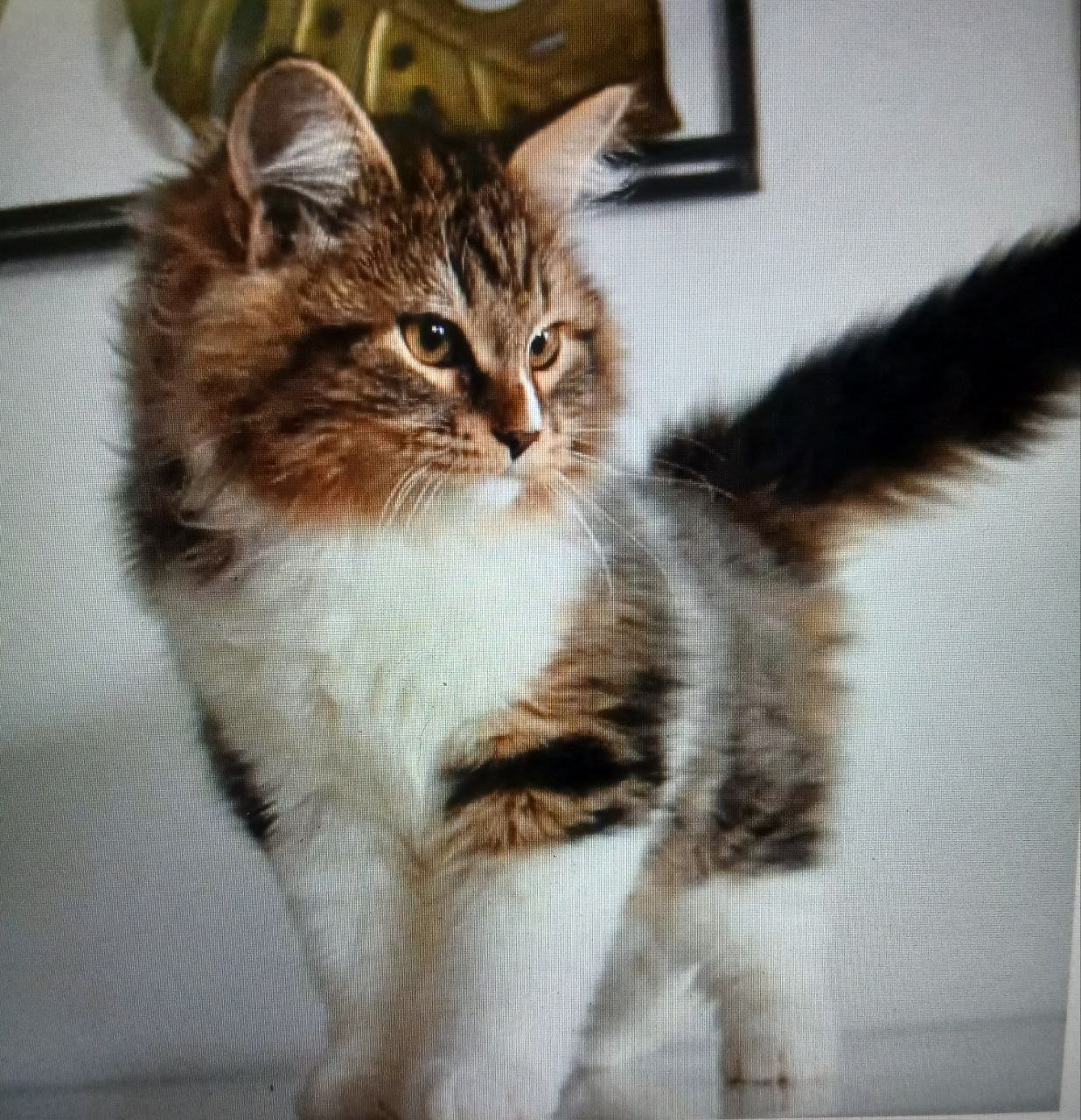 Poker, chaton sibérien brown tabby et blanc