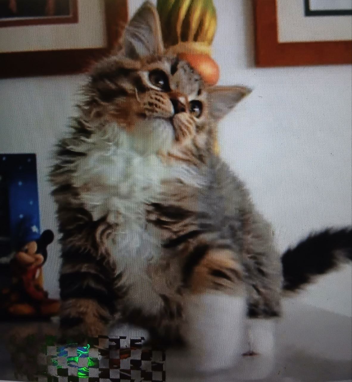 Patachou, chatonne sibérienne brown tabby et blanc