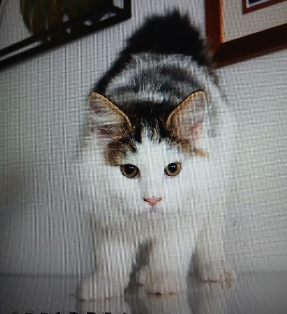 Panda, chaton sibérien brown tabby et blanc