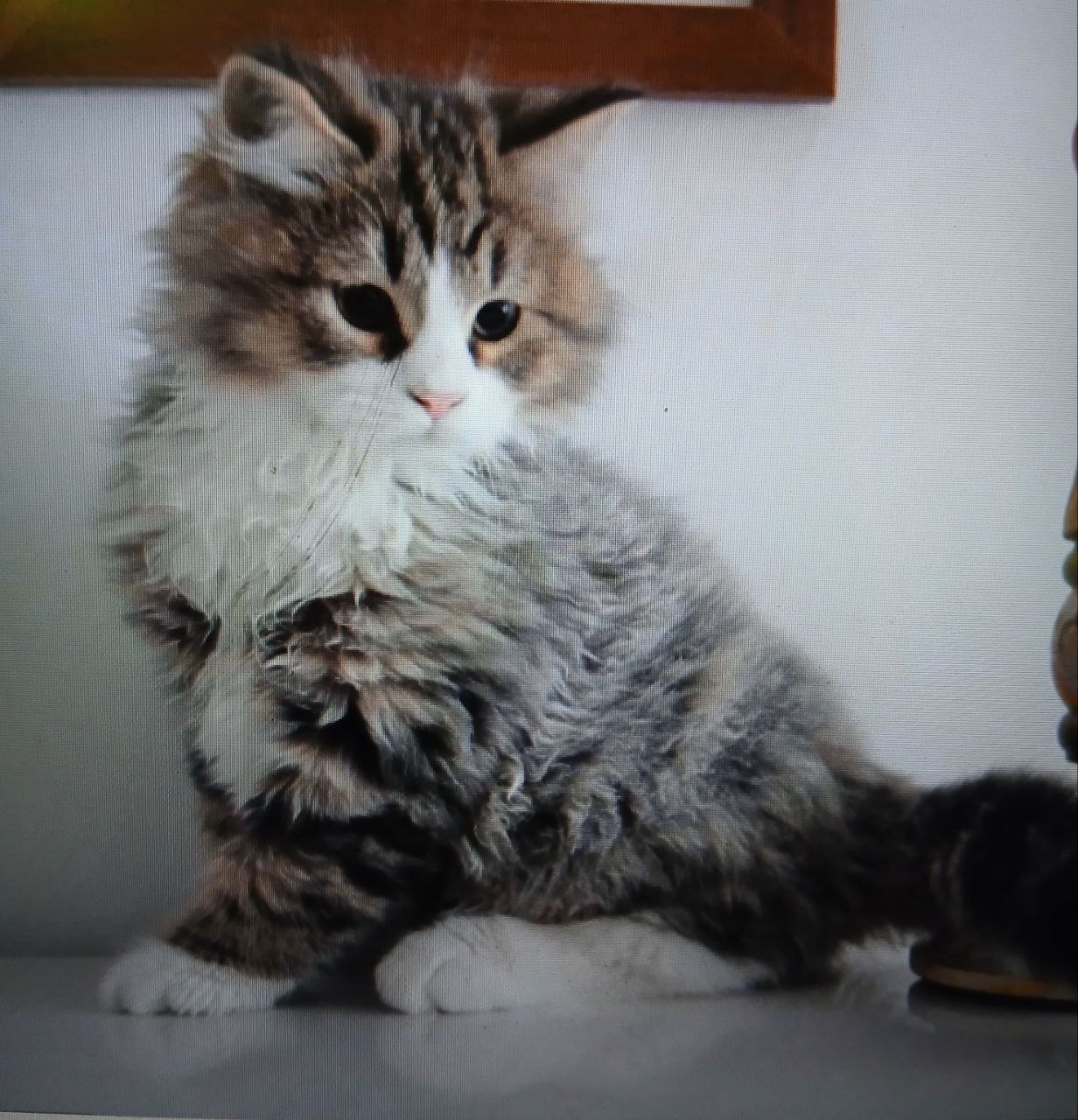 Platon, chaton sibérien brown tabby et blanc