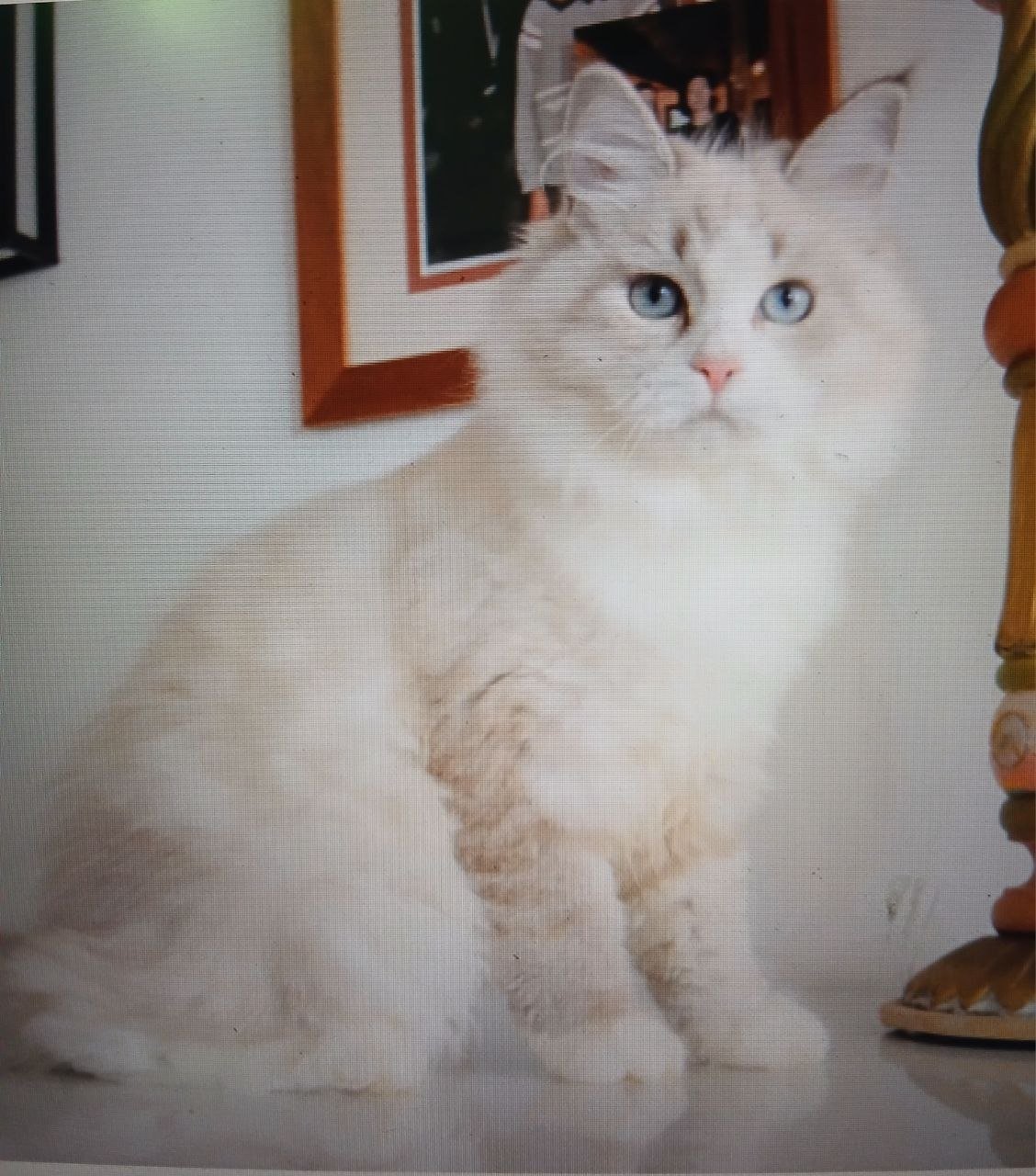 Perla, chatte sibérienne crème silver tabby point et blanc aux yeux bleus
