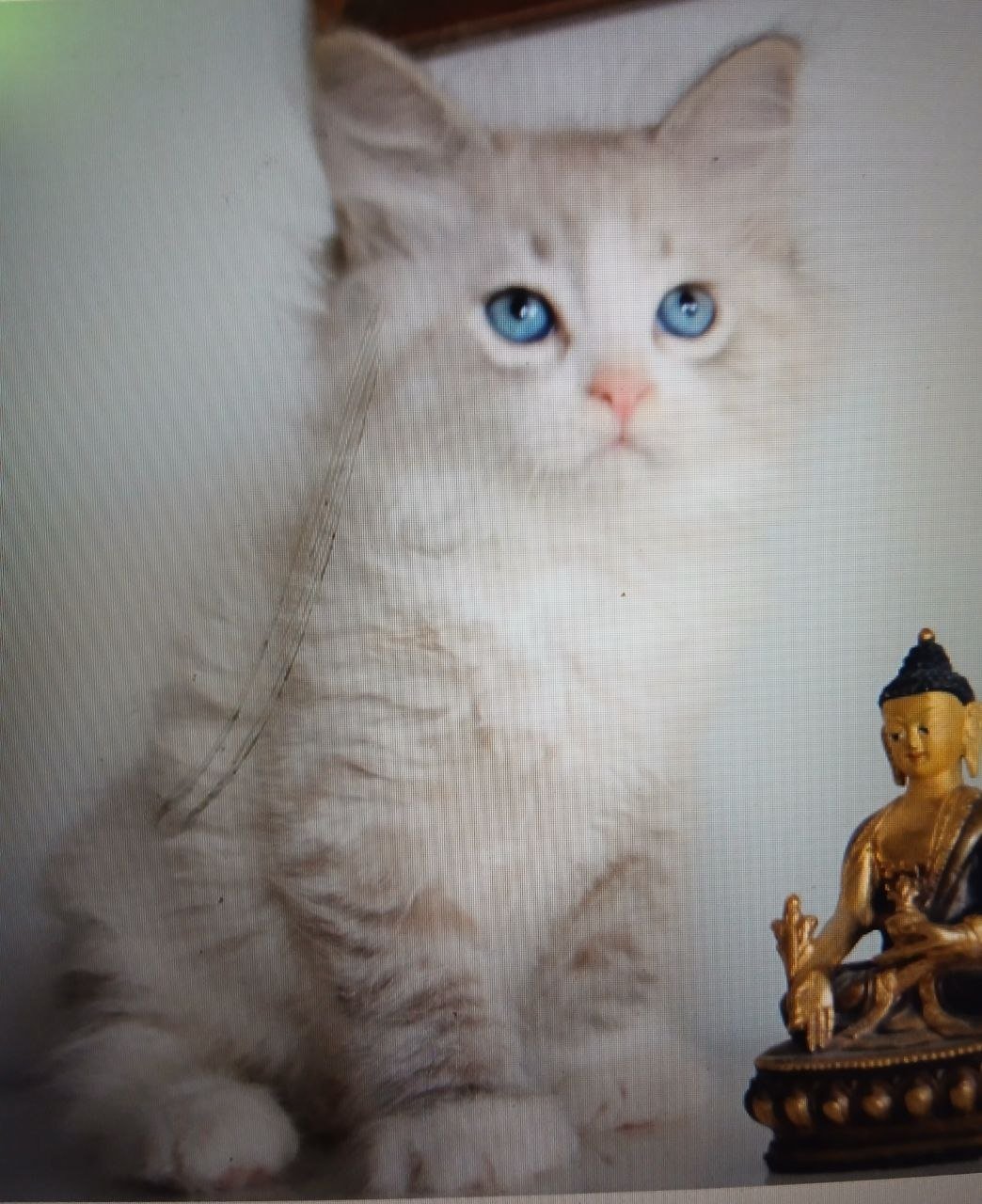 Pastis, chat sibérien crème silver tabby point et blanc aux yeux bleus