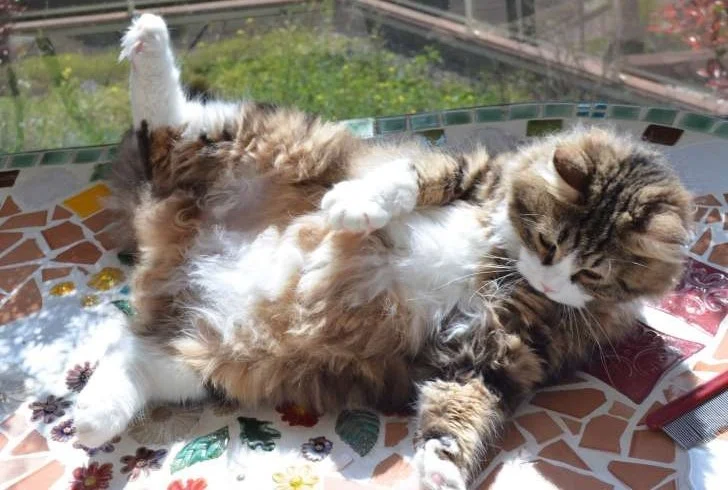 Platon de la Chatterie de Nice, large golden and white Siberian male