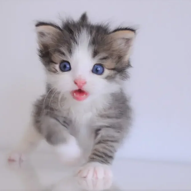 Rimini, chaton Sibérien tabby et blanc aux yeux bleus, parti vivre à Cannes
