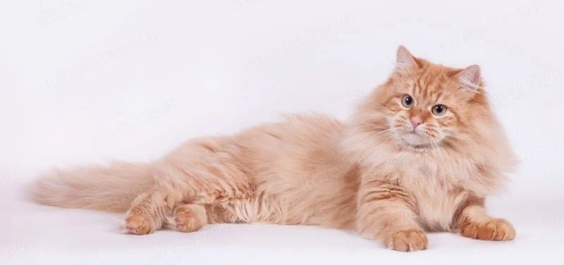Uilly, mâle Sibérien red silver mackerel tabby de la Chatterie de Nice