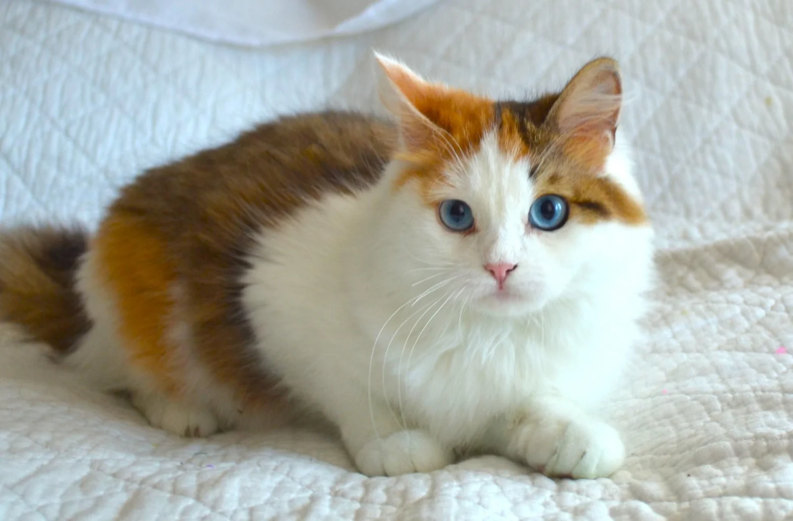 Vanille, mère de la portée, tortie et blanc aux yeux bleus